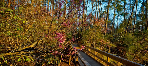 Lake Livingston Sate Park 